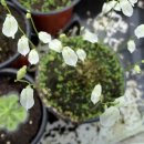 아델라농장 | 2010년 6-27 @ 식충식물 농장-1부