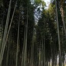 섬진강대나무숲길 이미지