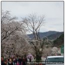호평동 호만6교～평내호평역 | 서울 근교 벚꽃 명소 추천 BEST 3