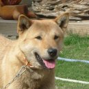 즐거운 애견 이미지