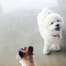 한강펫케어센터 이미지