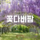 김제1농장 | 김제 꽃다비팜 등나무꽃 실시간 방문팁 주차 주의사항
