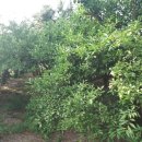 여주-0061 이미지