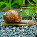 버건디 달팽이 [버건디 스네일, Burgundy snail, 헬릭스 포마티아 (Helix pomatia)] 이미지