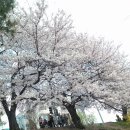 2014.4.6.오전9시30분,용인에버랜드 호암미술관 벚꽃, 답사라이딩 이미지