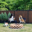 댕댕별숲 애견독채펜션 이미지