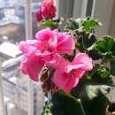 마음은 소녀 이미지