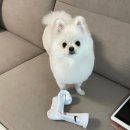 멍뭉네 이발관 이미지