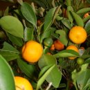 하얀천국 이미지