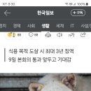 개식용 금지법 법사위 통과 이미지