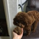 미미펫살롱 | 울산 출장애견미용 “미미살롱펫” 이용후기