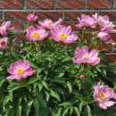 신감경로당 이미지