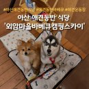 스카이셀프 | 아산애견동반식당 추천, 외암마을바베큐캠핑스카이 셀프바베큐 및 강아지 운동장 이용 후기