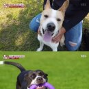 도그동물농장 이미지