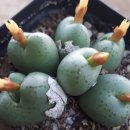 살구미농장 이미지