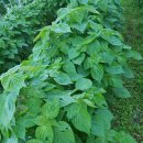 병팔농장 이미지