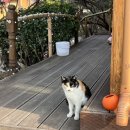 처갓집펜션 이미지