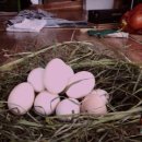 인천농장 이미지