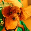 위니펫동물병원 이미지