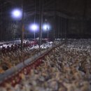 또닭또닭 이미지