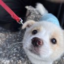 목욕하는 강아지 이미지