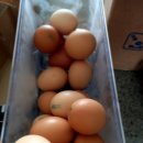 숲속청계농장 이미지