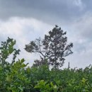 여리재 | 애월에서 만난 쉼의 공간! 제주애월펜션 /여리재 후기