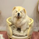 메르시동물병원 이미지