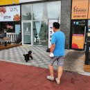 THE DOG SALON 이미지