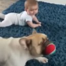 천사강아지 이미지