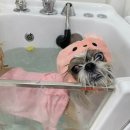 츄남 | 전주 혁신도시 애견미용 모아몽 츄남매일상 미용후기