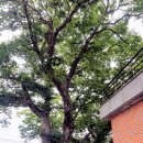 느티나무 이미지