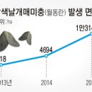 갈색날개매미충 급속 확산 조짐. 이미지