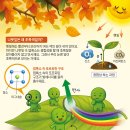 재미있는 과학] 노랑·빨강 잎사귀… 왜 가을에 색깔이 변할까? 이미지