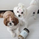 스윗차일드오마인 이미지