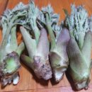 호접치자연팜 이미지