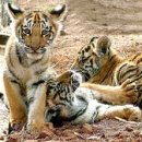 호랑이네 이미지