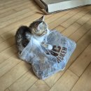 아지&냥이 이미지