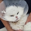 보담동물의료센터