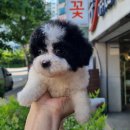 아이러브독 강아지분양 부천점 | 부천 신중동강아지분양, 사랑스러운 가족을 만나는 설렘 가득한 이야기