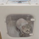 충남목욕탕 | 천안 청당동 고양이 목욕, 무마취 미용 잘하는곳 '냥이네목욕탕' 후기❤️