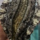 바다향 참전복 이미지