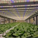 채수민농장 이미지