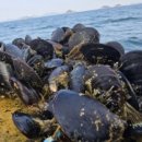 수산자원연구소 휴게동 | 인천수산자원연구소, 어린 참담치 방류