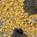 (주)더펫플레이스 | 카카오 세이브레이스 2025 첫 마라톤 참여 상세 후기 &amp; 러닝화 정보 &amp; 마라톤 인증샷 팁