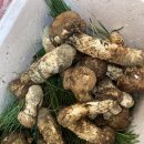 단양마중 이미지