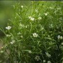 원예심리상담사 이미지