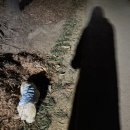 피개행개 | 2월 2주차 주간일기 / 설 명절 음식 덕분에 행복한 돼지가 되