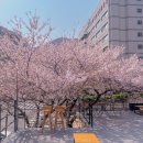 카페이띠 | 부산 벚꽃 카페 | 카페이띠 후기 (루프탑 포토존, 4월 방문)