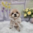 복이네 애견 미용 이미지